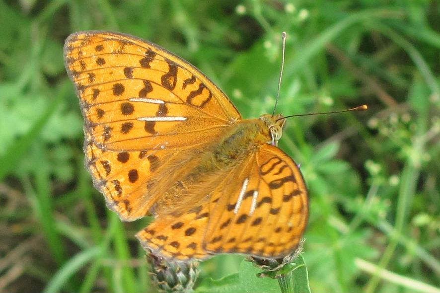 Argynnis adippe?